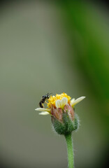 Selective focus of bee collects pollen from flower.