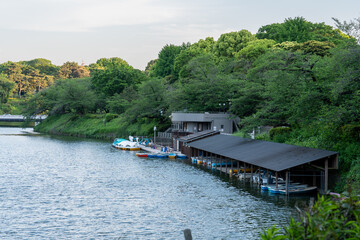 Obraz premium スワンボートのある千鳥ヶ淵ボート場