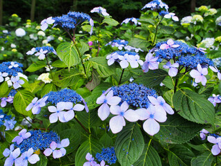 アジサイ　渋川市　小野池あじさい公園