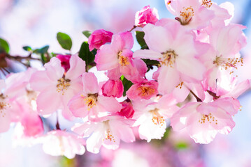 春の陽光の中のクローブアップの桜の花