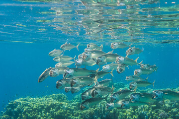 group of big mouth mackerels swimming in clear blue water at the coral reef