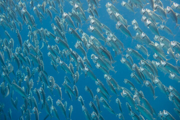 large school of bigmouth mackerels swimming very fast through the blue seawater
