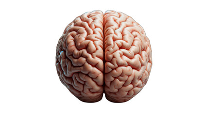 Human brain isolated on white background, detailed and realistic representation for educational, medical, and scientific use, with ample copy space