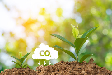 Planting trees, concept of reducing carbon dioxide emissions and impact on nature, CO2 symbol...