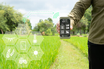 People use smartphone technology to check the yield in the rice fields.