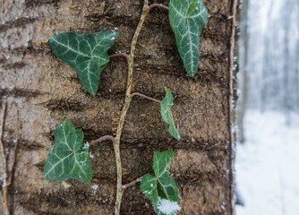 plant ivy grows along the bark from a tree