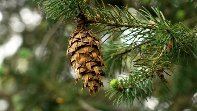 Close-up of Douglas fir (Pseudotsuga menziesii) cone on a Oregon pine tree branch. Evergreen spruce forest
