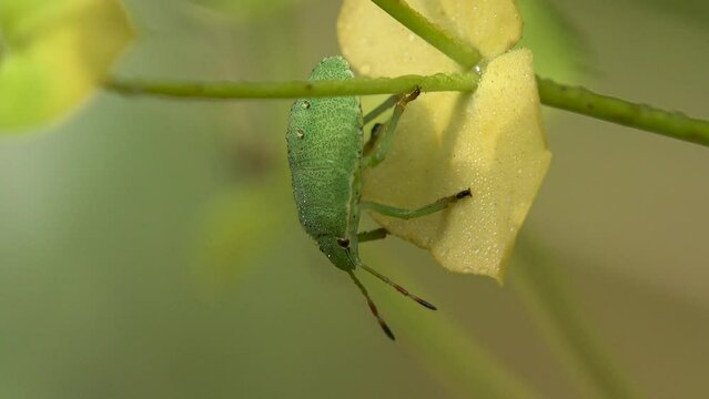 5th instar nymph. green shield bug &ndash; Palomena prasina &ndash; in family Pentatomidae, sitting on green wildflower bud. Macro view insect in wildlife. Macro view of insects in wild