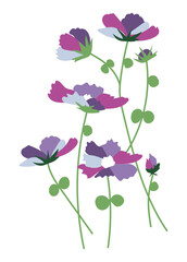 Purple cosmos flowers on branch in flat design. Abstract field blossoms. Vector illustration isolated.