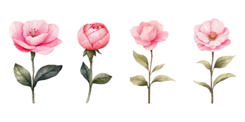 Set of floral watercolor elements. Wedding concept - flowers. Floral poster, invitation Isolated on Transparent Background PNG Generative AI