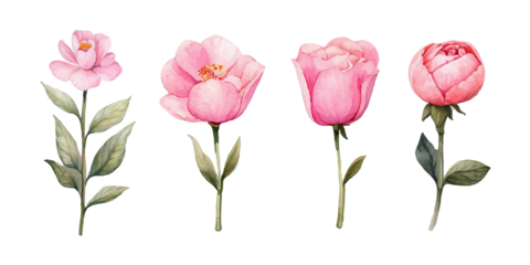 Set of floral watercolor elements. Wedding concept - flowers. Floral poster, invitation Isolated on Transparent Background PNG Generative AI