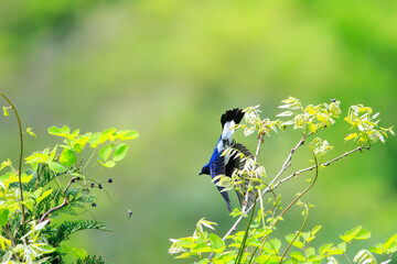 新緑の中、羽虫を捕らえるために飛び立つ（フライキャッチ）美しいオオルリ（ヒタキ科）。

日本国神奈川県相模原市、早戸川林道にて。
2024年4月撮影。

A beautiful Blue-and-white Flycatcher (Cyanoptila cyanomelana, family of the flycatcher) takes off (fly-catches) to catch a