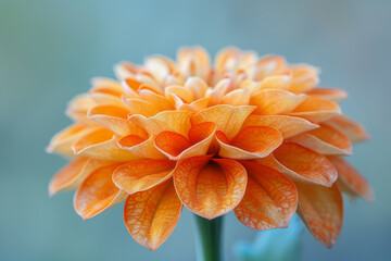 Crisp macro photo of a fiery orange marigold, detailed petal textures against a soft background. AI generated.