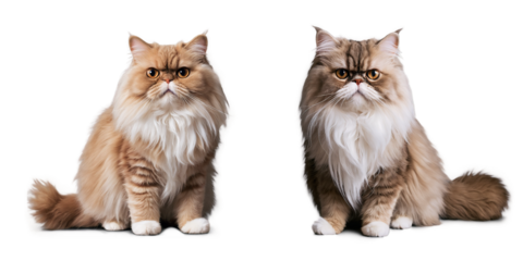 Set of Persian cat Isolated on Transparent Background PNG Generative AI