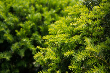 Taxus baccata close up. Green branches of yew tree(Taxus baccata, English yew, European yew).
