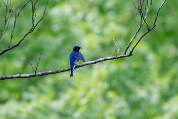 Obraz premium 新緑の中、羽づくろいをする美しいオオルリ（ヒタキ科）。日本国神奈川県相模原市、早戸川林道にて。 2024年4月撮影。A beautiful Blue-and-white Flycatcher (Cyanoptila cyanomelana, family of the flycatcher) grooming its wings in the fresh greenery.At Hay