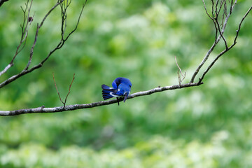 新緑の中、羽づくろいをする美しいオオルリ（ヒタキ科）。

日本国神奈川県相模原市、早戸川林道にて。
2024年4月撮影。

A beautiful Blue-and-white Flycatcher (Cyanoptila cyanomelana, family of the flycatcher) grooming its wings in the fresh greenery.

At Hay