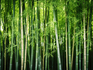 a group of bamboo trees