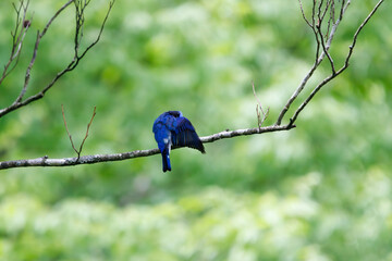 新緑の中、羽づくろいをする美しいオオルリ（ヒタキ科）。

日本国神奈川県相模原市、早戸川林道にて。
2024年4月撮影。

A beautiful Blue-and-white Flycatcher (Cyanoptila cyanomelana, family of the flycatcher) grooming its wings in the fresh greenery.

At Hay