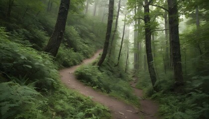 A mountain trail winding through a dense forest