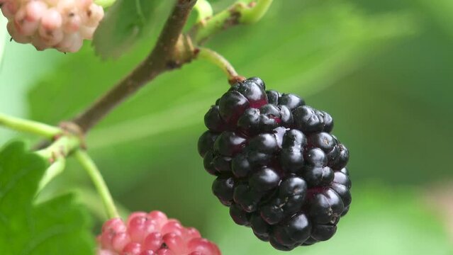 Morus, family Moraceae, mulberries growing on tree, ripe - black and white. Macro view of plants in wild