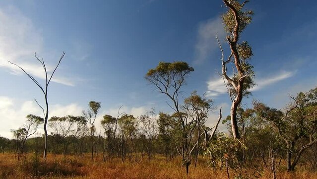 Timelapse of an Outback scenery with bushland in Far North Queensland, Australia