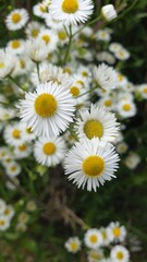 Obraz premium daisies in a garden