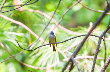 a male Culicicapa ceylonensis on the tree