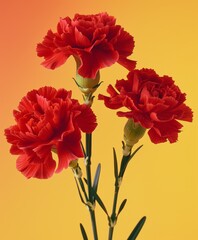 Red carnations on yellow background
