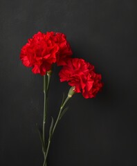 Red carnations on black background