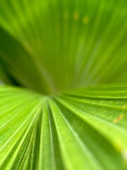 Leaf texture. Creative composite background. Go green concept. Leaves with sunlight.