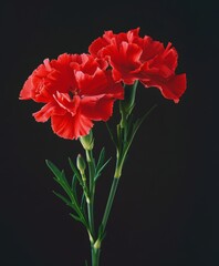 Red carnations on black background