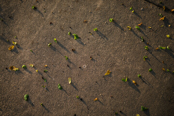 Leaves on the ground. Sunlight effect. Hope concept background.