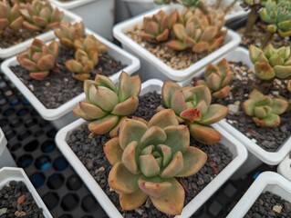 Cute succulents which looks like flowers in square white pots 