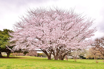 春の千葉ポートパーク