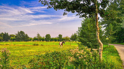 A lonely horse standing in a rural landscape in The Netherlands.
