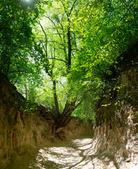 2023-05-11; Root gorge near Kazimierz Dolny, Poland, Europe.