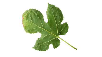 Mulberry leaves with Isolate Leaves on transparent background. Png file.