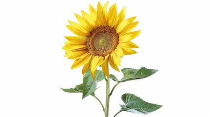 Photorealistic poster showcasing a sunflower in midair, vividly detailed against significant negative space to focus on its cheerful features