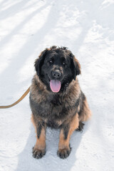 Full length portrait of a purebred Leonberger dog sitting against the backdrop of a winter park.