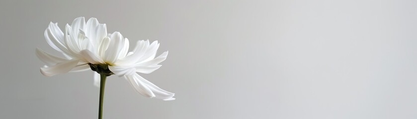 Minimalist design poster featuring a single lily suspended in midair, with expansive negative space emphasizing its sophisticated beauty