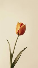 Minimalist design poster featuring a single tulip suspended in midair, with expansive negative space emphasizing its elegant form