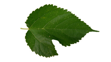 Mulberry leaves with Isolate Leaves on transparent background. Png file.