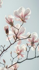 Elegant design poster with magnolia flowers levitating, surrounded by negative space that enhances the plants symbolism of dignity and nobility