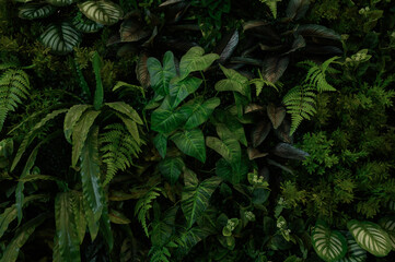Leaf wall, plant wall, natural green wallpaper and background, nature wall, green forest nature...