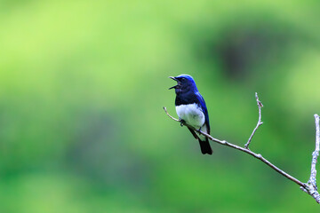 新緑の中、梢のてっぺんで大きく美しい声でさえずる美しいオオルリ（ヒタキ科）。

日本国神奈川県相模原市、早戸川林道にて。
2024年4月撮影。

The beautiful Blue-and-white Flycatcher (Cyanoptila cyanomelana, family of the flycatcher) chirp loudly and beautifully at the 