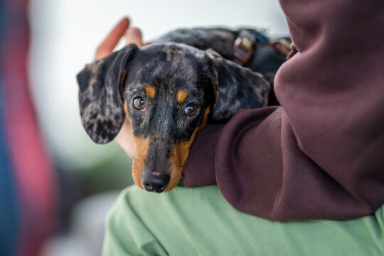 A black and tan miniature dachshund with brindle markings lying on the lap of its owner. The dachshund  also known as the wiener dog or sausage dog, badger dog and doxie.
