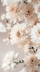 Dynamic graphic poster with Chrysanthemums floating against a soft, neutral backdrop, creating a visual feast that showcases their lush blooms