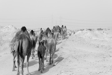 Camel in Saudi Arabian desert, desert ship in valley of Makkah, Medina region.
