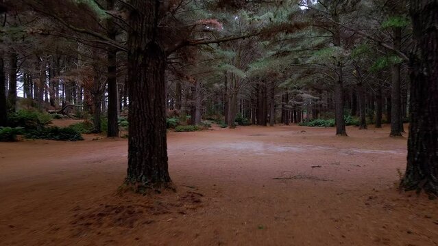 Reverse motion drone shot of creepy wooded forest under dark canopy shadow near Strahan, Tasmania, Australia